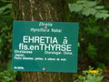 vignette Ehretia thyrsiflora