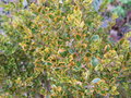 vignette Buxus microphylla 'Golden triumph'