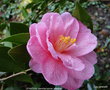 vignette Camlia ' DONATION ' camellia hybride  williamsii