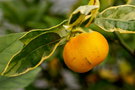 vignette mandarinier satsuma panah (Ctitrus unshiu 'Variegata')