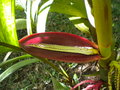 vignette pinanga coronata dbut inflorescence