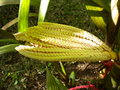 vignette pinanga coronata dbut inflorescence