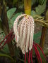 vignette pinanga coronata  inflorescence