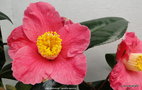 vignette Camlia ' ALAIN BARBETORTE ' camellia japonica