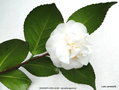vignette Camlia ' GRANDIFLORA ALBA ' camellia japonica