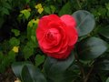 vignette Camellia japonica Margherita Coleoni au 08 12 11