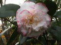 vignette Camellia japonica Margareth Davies picottee au 08 12 11