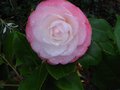 vignette Camellia japonica Desire Gros plan au 20 12 11
