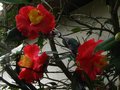 vignette Camellia japonica Grnd Prix aux énormes fleurs au 10 12 111