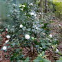 vignette ' GRANDIFLORA ALBA ' camellia japonica