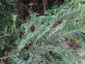 vignette Taxus sumatrana