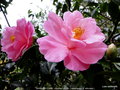 vignette Camlia ' BARBARA CLARK ' camellia hybride  ( saluenensis  x  rticulata )