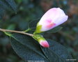 vignette Camlia ' WINTON ' camellia hybride