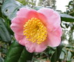 vignette Camlia ' FURO-AN ' camellia japonica