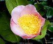 vignette Camlia ' FURO-AN ' camellia japonica