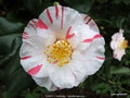 vignette Camlia ' DAINTY (CALIFORNIA) ' camellia japonica
