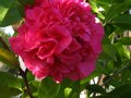 vignette Camellia williamsii Debbie premire fleur au 26 12 11