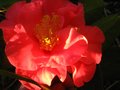 vignette Camellia Francie L première fleur gros plan ensolleillé au 27 12 11