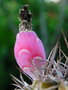 vignette Gymnocalycium mihanovichii var. stenogonum