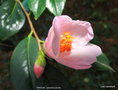 vignette Camlia ' WINTON ' camellia hybride