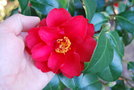 vignette Camellia japonica 'Wildfire'   (Nuccio's Nursery, USA