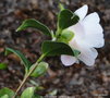 vignette Camlia ' SILVER TOWER ' camellia japonica
