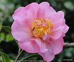 vignette Camlia ' MARY PHOEBE TAYLOR ' camellia hybride williamsii