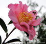 vignette Camlia ' MARY PHOEBE TAYLOR ' camellia hybride williamsii et abeille