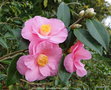 vignette Camlia ' BRIGADOON ' camellia hybride williamsii