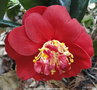 vignette Camlia ' SAN DIMAS ' camellia japonica