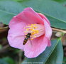 vignette Camlia ' Cornish Spring ' camellia hybride  et Syrphe ceintur (Episyrphus balteatus)