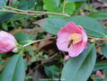 vignette Camlia ' Cornish Spring ' camellia hybride  et Syrphe ceintur (Episyrphus balteatus)