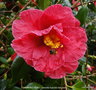 vignette Camlia ' DIAMOND HEAD ' camellia hybride reticulata , visit par une  abeille
