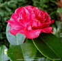 vignette Camlia ' CRIMSON GLORY ' camellia japonica