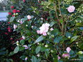vignette Au premier plan ' CONFETTI BLUSH ' camellia japonica au second plan ' FREEDOM BELL ' camellia , hybride