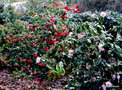 vignette Au premier plan' BERENICE BODDY ' camellia japonica au second plan ' DIAMOND HEAD ' camellia hybride reticulata