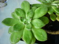 vignette Cremnophila linguifolia 2 01 2012 Ndc