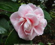 vignette Camlia ' MADAME CORMERAIS BAHAUD ' camellia japonica