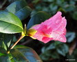 vignette Camlia, camellia  issu de mes semis