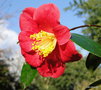 vignette Camlia, camellia  issu de mes semis