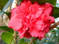 vignette Camellia 'Crimson glory'