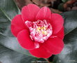 vignette Camlia ' SHIKIBU ' camellia japonica