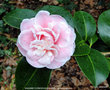 vignette Camlia ' MADAME CORMERAIS BAHAUD ' camellia japonica