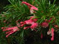 vignette Grevillea rosmarinifoloia gros plan au 30 12 11