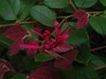 vignette Loropetalum chinense red form qui dbute une floraison au 03 01 12