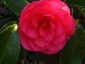 vignette Camellia Hiemalis Chansonnette au 26 12 11