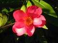 vignette Camellia hiemalis Kanjiro encore bien fleuri au 26 12 11