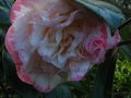 vignette Camellia japonica Margareth Davies Picottee gros plan au 29 12 11