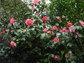 vignette Camellia Japonica Elegans trs fleuri au 01 01 12
