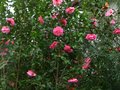 vignette Camellia williamsii Brigadoon aux grandes fleurs au 01 01 12